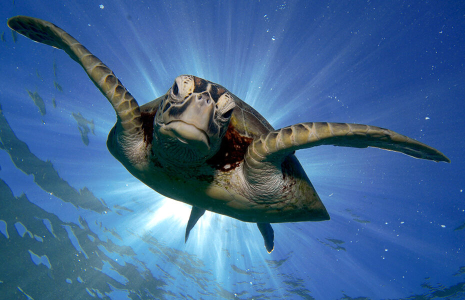 WWF World Sea Turtle Day